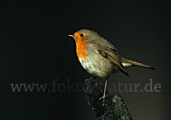 Rotkehlchen (Erithacus rubecula)