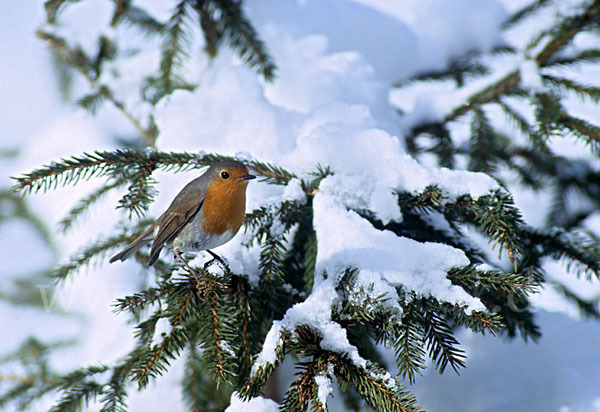 Rotkehlchen (Erithacus rubecula)