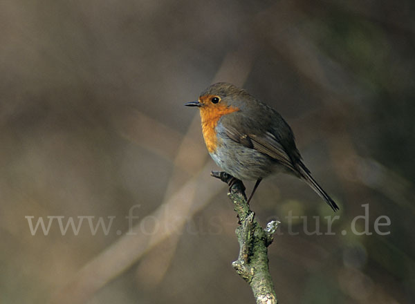 Rotkehlchen (Erithacus rubecula)