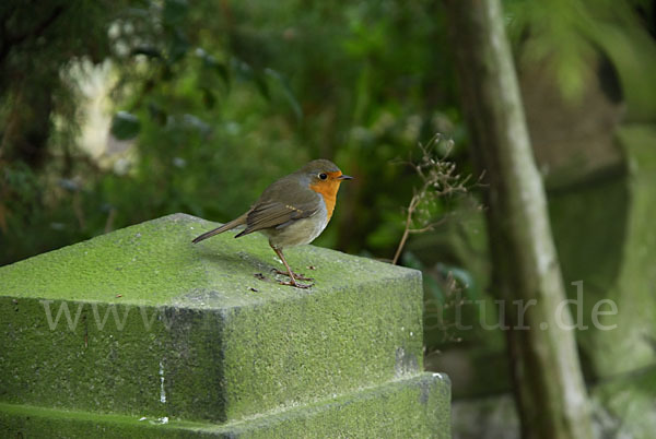 Rotkehlchen (Erithacus rubecula)