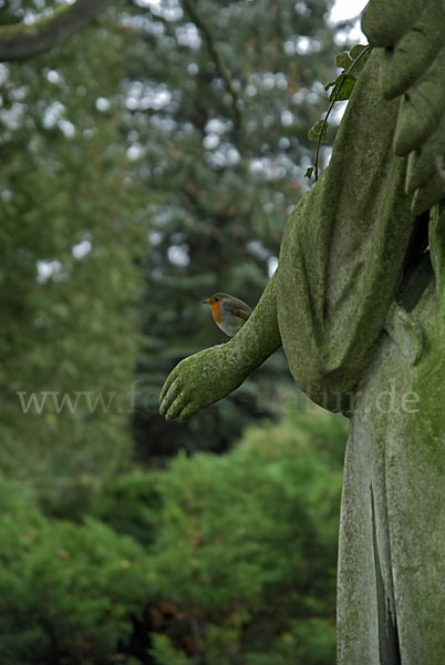 Rotkehlchen (Erithacus rubecula)