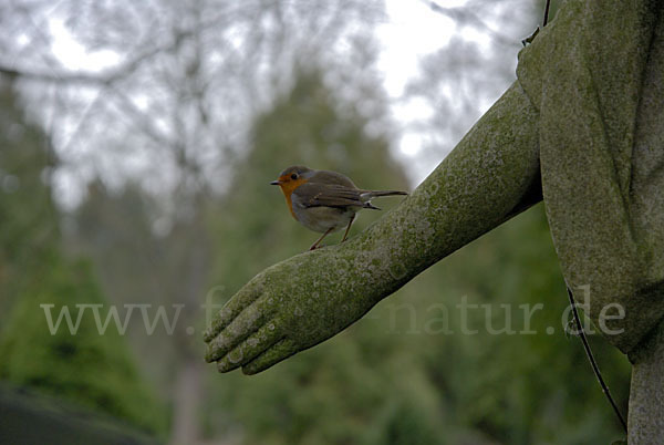 Rotkehlchen (Erithacus rubecula)