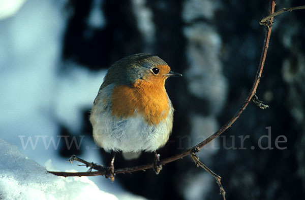 Rotkehlchen (Erithacus rubecula)