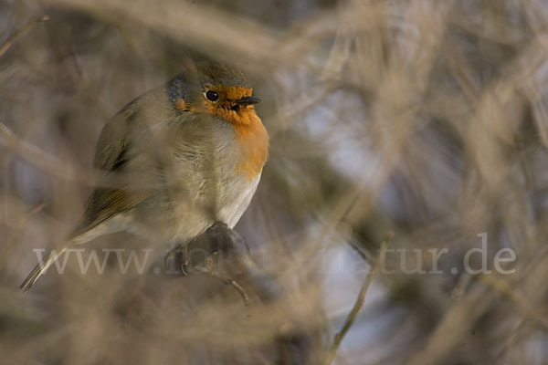 Rotkehlchen (Erithacus rubecula)