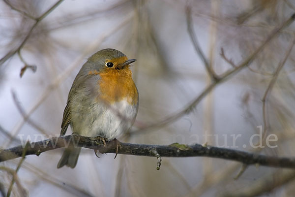 Rotkehlchen (Erithacus rubecula)