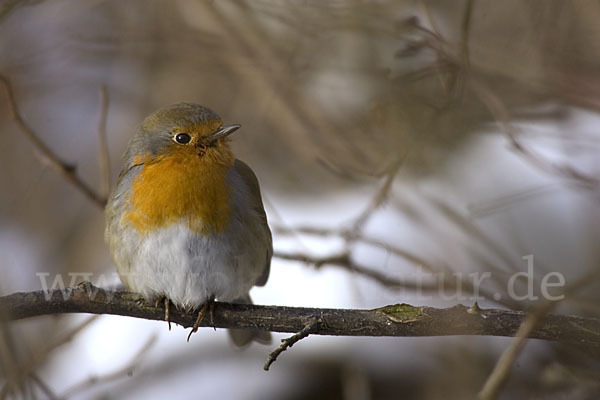 Rotkehlchen (Erithacus rubecula)