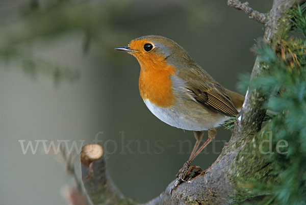 Rotkehlchen (Erithacus rubecula)