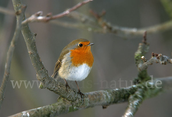 Rotkehlchen (Erithacus rubecula)