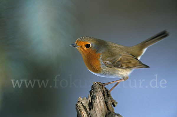 Rotkehlchen (Erithacus rubecula)