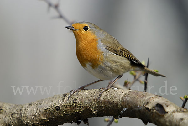 Rotkehlchen (Erithacus rubecula)