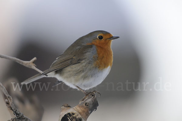 Rotkehlchen (Erithacus rubecula)