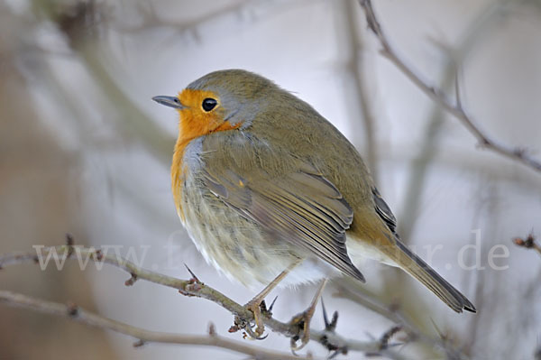 Rotkehlchen (Erithacus rubecula)