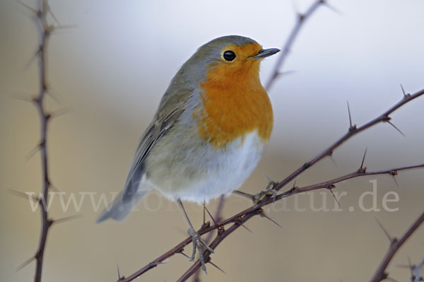 Rotkehlchen (Erithacus rubecula)