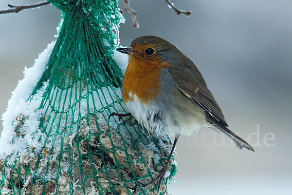 Rotkehlchen (Erithacus rubecula)