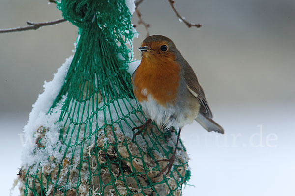 Rotkehlchen (Erithacus rubecula)