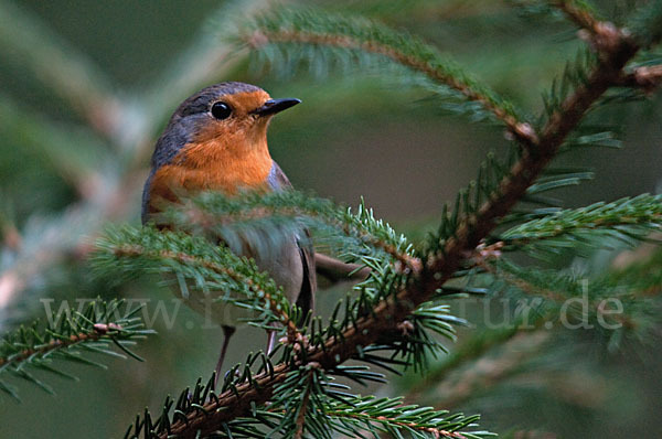 Rotkehlchen (Erithacus rubecula)