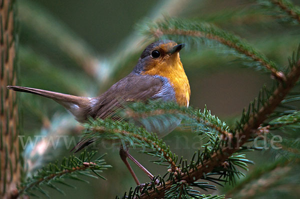 Rotkehlchen (Erithacus rubecula)