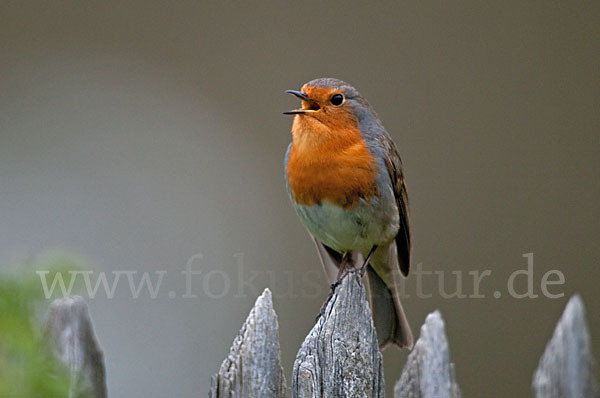 Rotkehlchen (Erithacus rubecula)