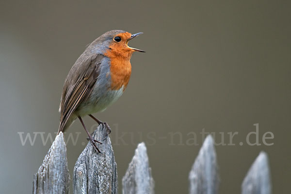 Rotkehlchen (Erithacus rubecula)