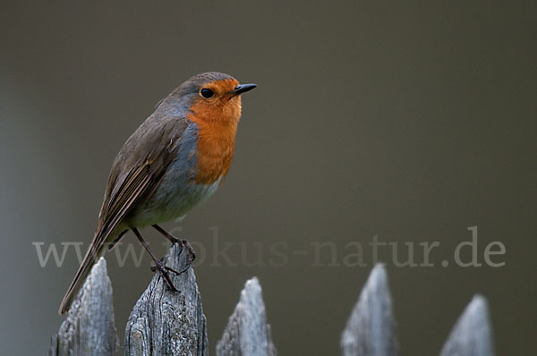 Rotkehlchen (Erithacus rubecula)