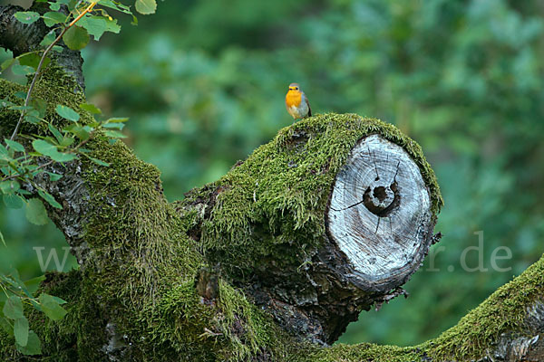 Rotkehlchen (Erithacus rubecula)