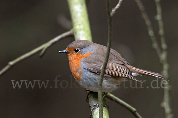 Rotkehlchen (Erithacus rubecula)