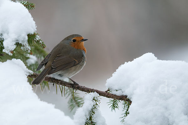 Rotkehlchen (Erithacus rubecula)