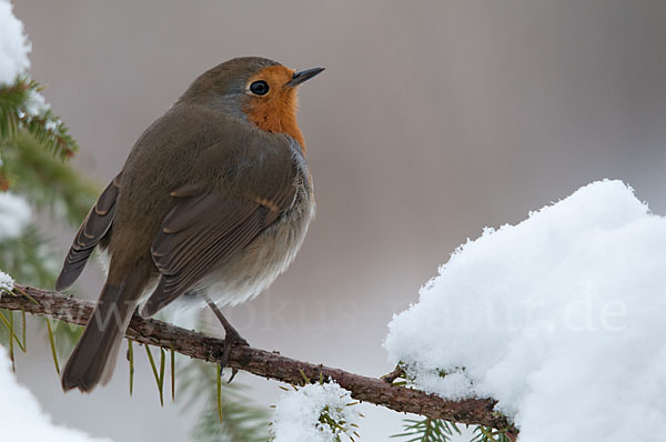 Rotkehlchen (Erithacus rubecula)