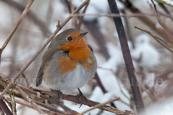 Rotkehlchen (Erithacus rubecula)