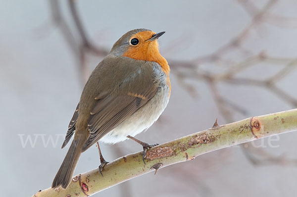 Rotkehlchen (Erithacus rubecula)