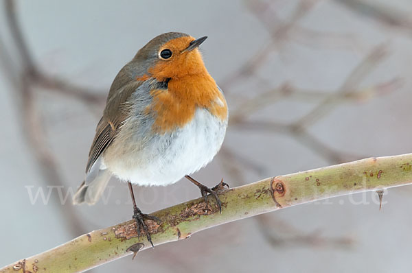 Rotkehlchen (Erithacus rubecula)