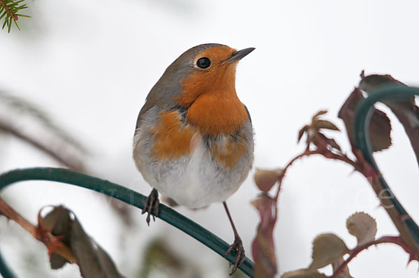 Rotkehlchen (Erithacus rubecula)