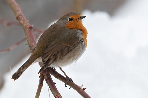 Rotkehlchen (Erithacus rubecula)