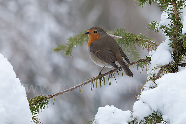 Rotkehlchen (Erithacus rubecula)