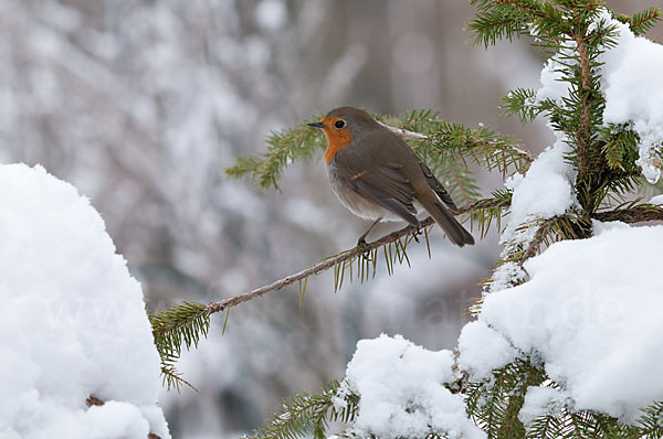 Rotkehlchen (Erithacus rubecula)