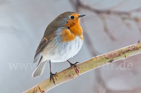 Rotkehlchen (Erithacus rubecula)