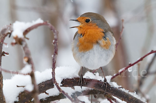 Rotkehlchen (Erithacus rubecula)