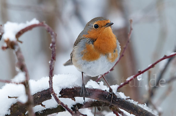 Rotkehlchen (Erithacus rubecula)