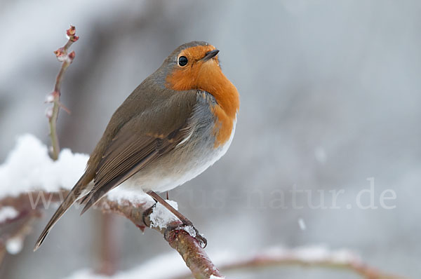 Rotkehlchen (Erithacus rubecula)