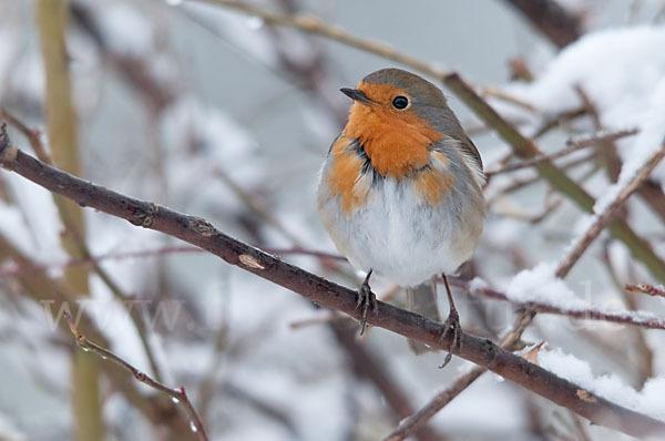 Rotkehlchen (Erithacus rubecula)