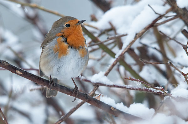 Rotkehlchen (Erithacus rubecula)