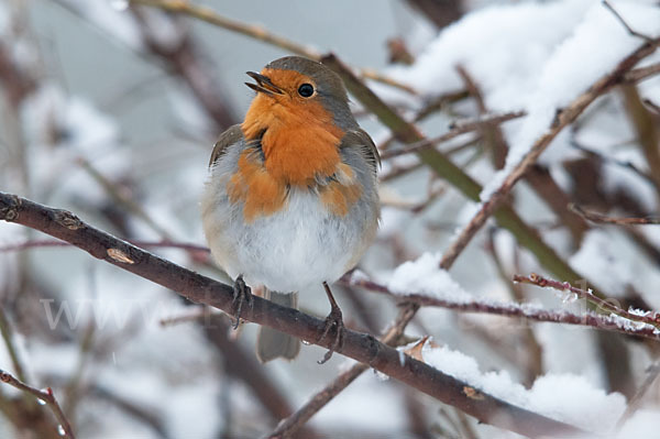 Rotkehlchen (Erithacus rubecula)