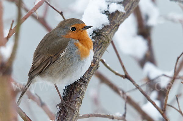 Rotkehlchen (Erithacus rubecula)