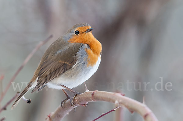 Rotkehlchen (Erithacus rubecula)