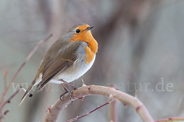 Rotkehlchen (Erithacus rubecula)