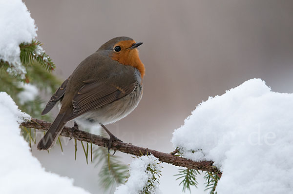 Rotkehlchen (Erithacus rubecula)