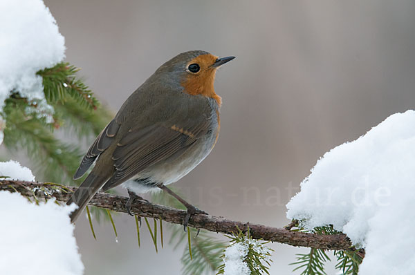 Rotkehlchen (Erithacus rubecula)