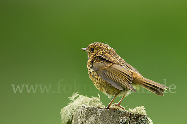 Rotkehlchen (Erithacus rubecula)