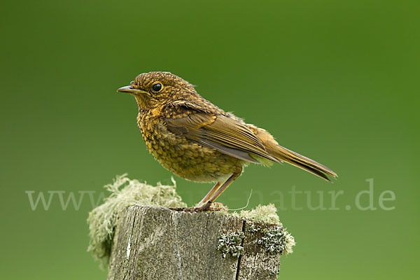 Rotkehlchen (Erithacus rubecula)