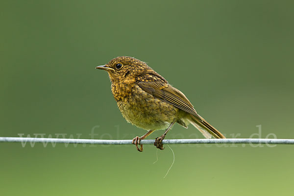 Rotkehlchen (Erithacus rubecula)